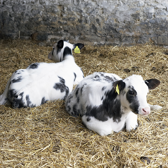 Calves in hay.